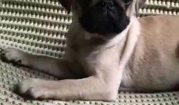 巴哥爆料最新人物视频,揭秘神秘人物幕后故事